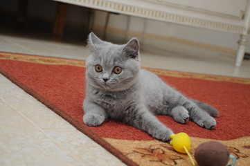 British cute adorable kitten is playing with small yellow mouse