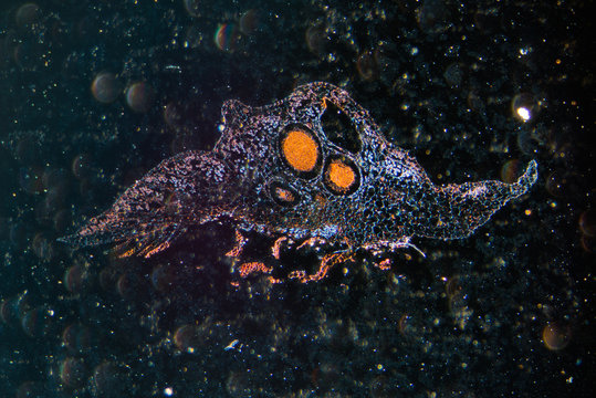 Liverwort marchantia aritheidis spermatangium