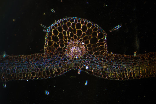 plant leaf of Pelargonium