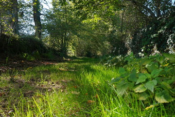 Rural footpath with green vegetation, Mortemart, Haute-Vienne, Limousin, France