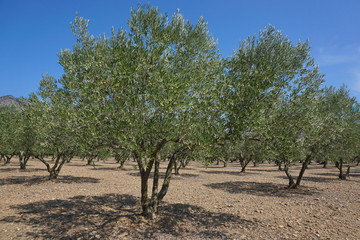 Fototapeta premium Spain field of olive trees with fruits, Mediterranean, Roses, Girona, Catalonia