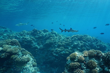 Underwater seascape sea life on the outer coral reef of Huahine island, south Pacific ocean, French Polynesia, Oceania