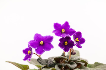 African violet (Saint-paulia ionantha) with beautiful flowers details
