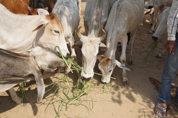 Cattle outside the Galtaji temple