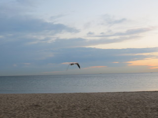 seagull