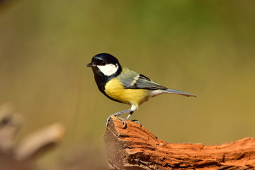 cinciallegra