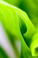 Green, abstract composition with leaf texture and soft focus
