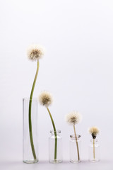 Composition with dandelion seeds and small glass bottles with grey background
