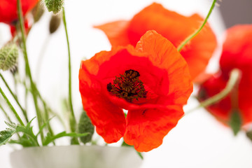 Obraz premium Red poppies (Papaver rhoeas) and buds with details 