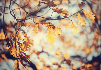 Autumn oak leaves on branches