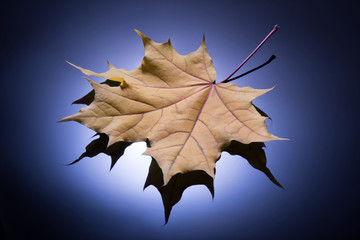 Close up of textured golden yellow maple leaf on the gradulated blue background
