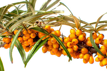A branch of sea-buckthorn with fruits on a white background