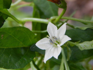 Flor de Pimenta