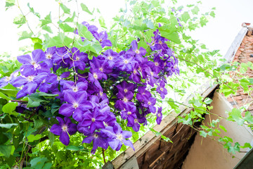 Beautiful clematis flowers with vegetation 