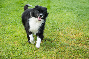 Naklejka na ściany i meble Happy black and white dog running on green grass.