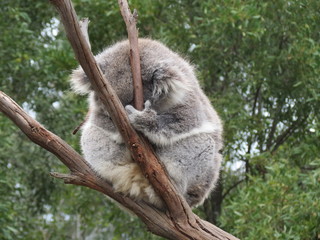 koala © efrat