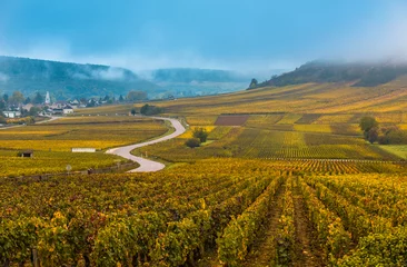 Foto op Canvas Vineyards in the autumn season, Burgundy, France © javarman