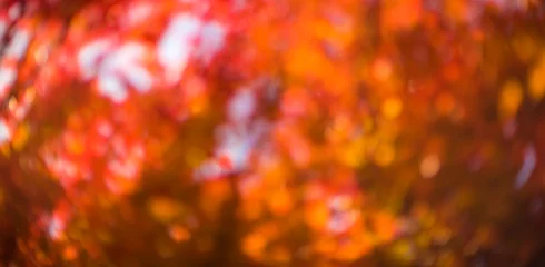 Abwaschbare Fototapete Herbst defokussierte rote Blätter, perfekter Herbsthintergrund