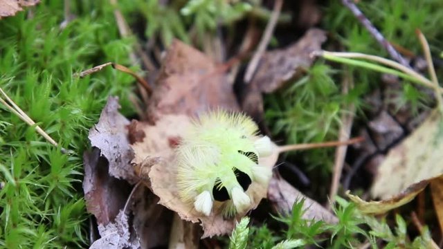 Caterpillar in native habitat
