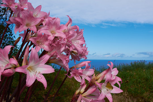 Belladonna Lilie - typische Blume an vielen Wegen und Straßen auf den Azoren Sao Miguel