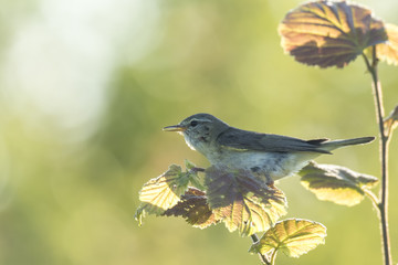 Willow warbler bird, Phylloscopus trochilus