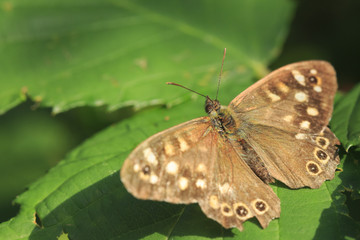 Speckled wood butterfly Pararge aegeria top view