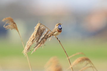 Male Bluethroat bird (Luscinia svecica cyanecula) singing during Springtime