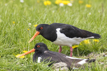 Male and female Eurasian oystercatchers (Haematopus ostralegus) mating in a green and blooming...