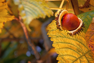 The chestnut,  autumn © lenagree