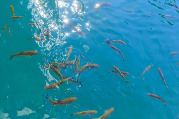 Fototapeta na wymiar Fish swimming in the clear blue waters of Plitvice lakes, Croatia