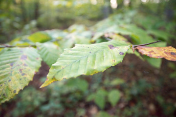 leaf