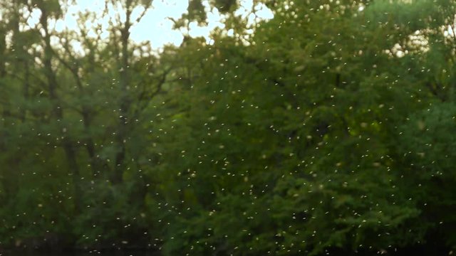 Fly insects mosquito in the forest