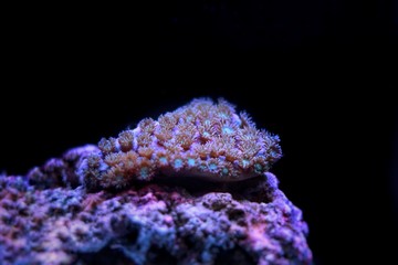 Naklejka premium LPS cup coral in reef tank