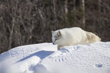 Obraz na płótnie Canvas Arctic fox in winter