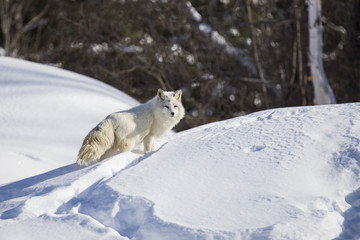 Arctic fox in winter