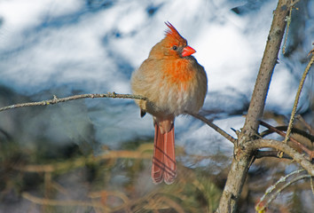 Winter Cardinal