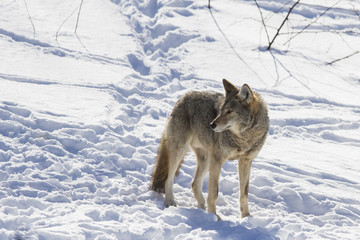 Coyote in winter