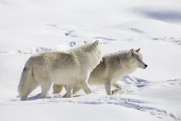 Store enrouleur occultant sans perçage Loup Loup arctique en hiver