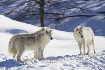Naklejka premium Wilk polarny zimą
