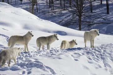 Zelfklevend Fotobehang Wolf Arctic wolf in winter