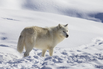 Obraz premium Arctic wolf in winter