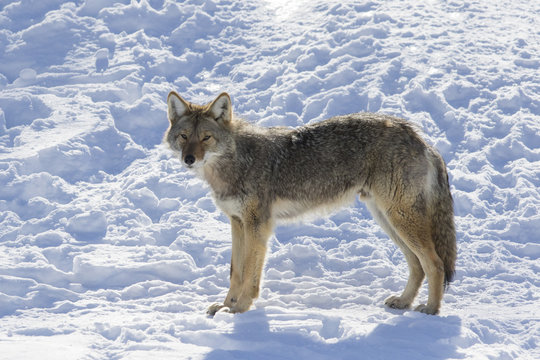 Coyote in winter