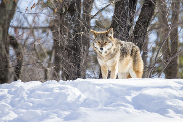 Naklejka premium Coyote in winter