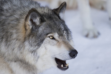 Obraz premium Timber wolf in winter
