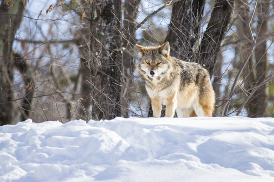 Coyote in winter