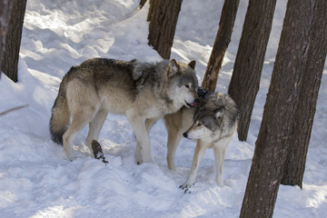 Naklejka premium Timber wolf in winter