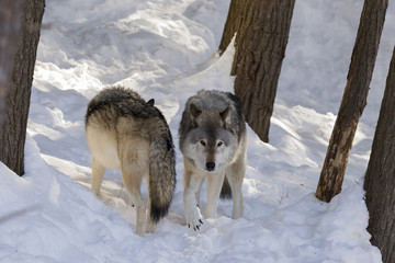 Timber wolf in winter
