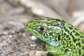 Lézard vert