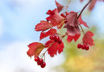 Beautiful bright blurred autumn background. Yellow and red leaves, red berries. Macro