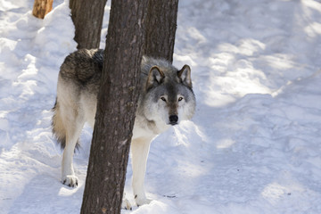 Naklejka premium Timber wolf in winter